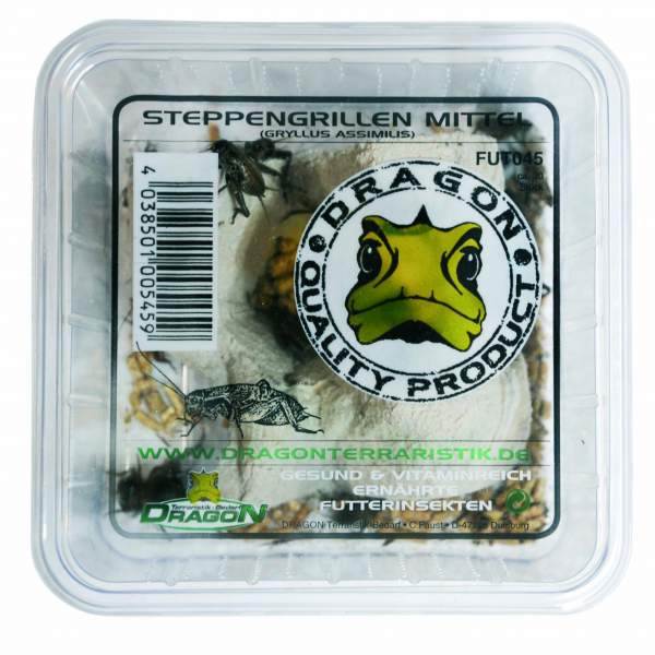 Steppengrillen